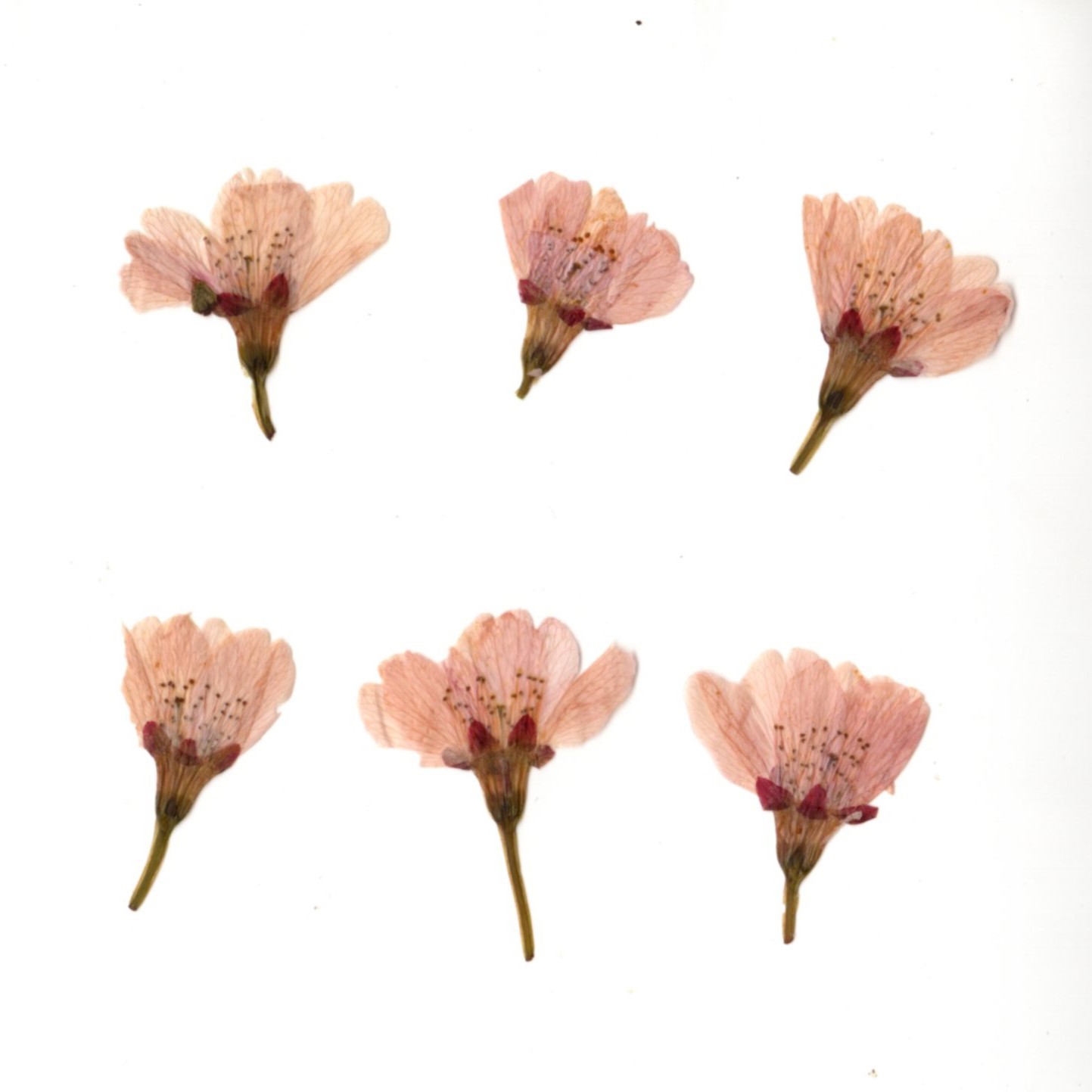 山眞産業 | ドライ桜の花(国産)